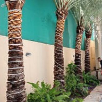 تكريب-نخيل-10