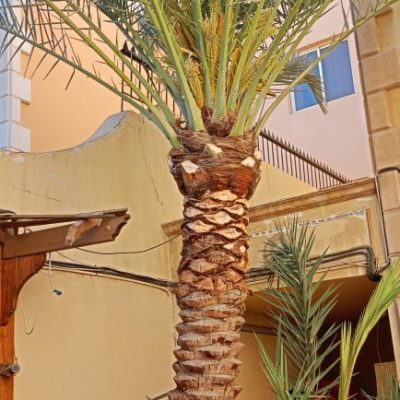 تكريب-نخيل-12