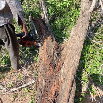 تكريب-نخيل-21