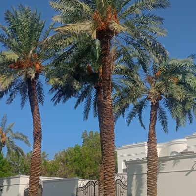 تكريب-نخيل-27