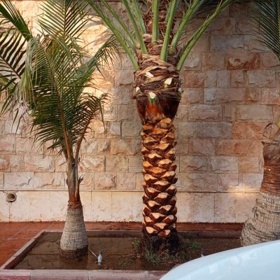 تكريب-نخيل-5