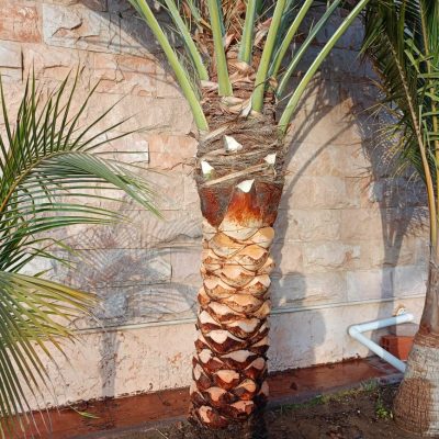 تكريب-نخيل-7