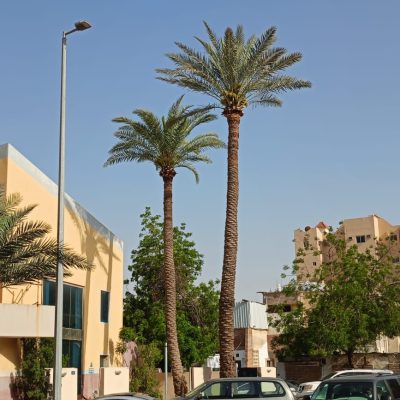 تكريب-نخيل-8
