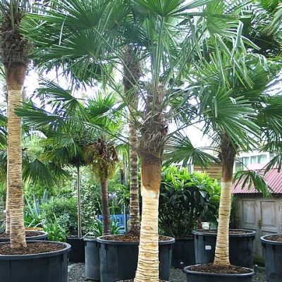 زراعة-النخيل-1