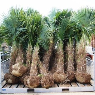 زراعة-النخيل-6