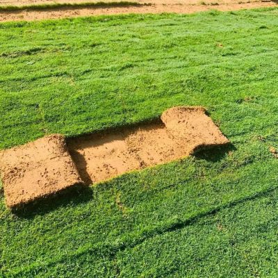 عشب-طبيعي-40