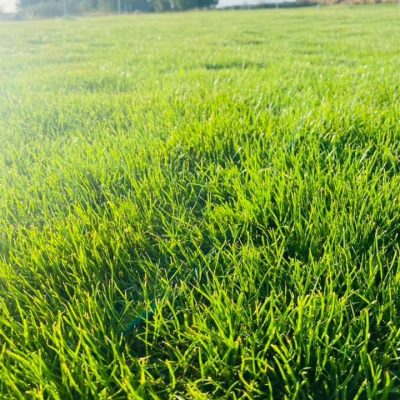 عشب-طبيعي-44