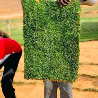 عشب-طبيعي-45