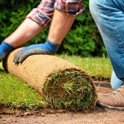 عشب-طبيعي-الرياض-8