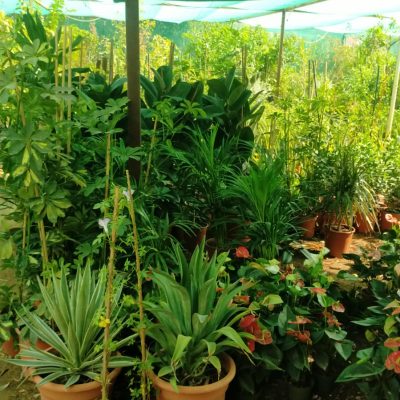 نخيل-وورد-طبيعي-10