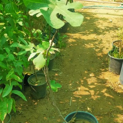 نخيل-وورد-طبيعي-11