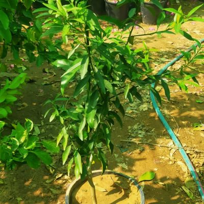 نخيل-وورد-طبيعي-16