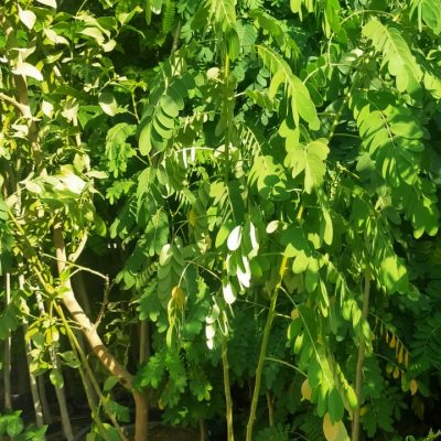 نخيل-وورد-طبيعي-26