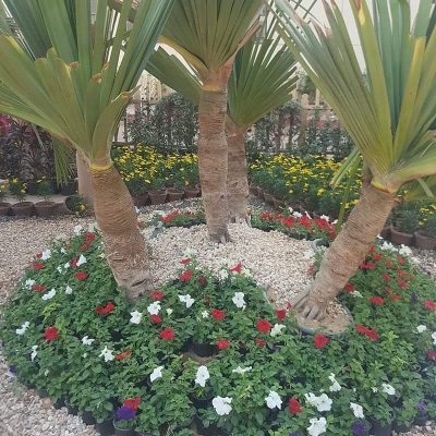 نخيل-وورد-طبيعي-38