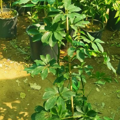 نخيل-وورد-طبيعي-4