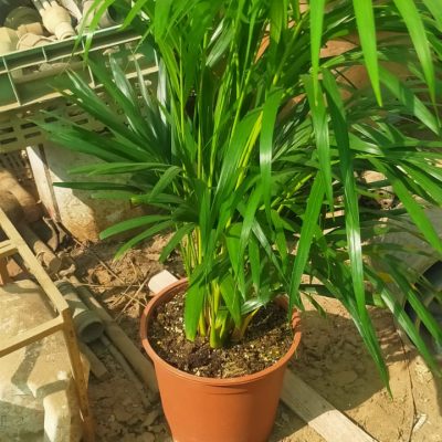 نخيل-وورد-طبيعي-40