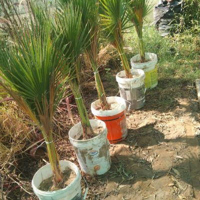 نخيل-وورد-طبيعي-44