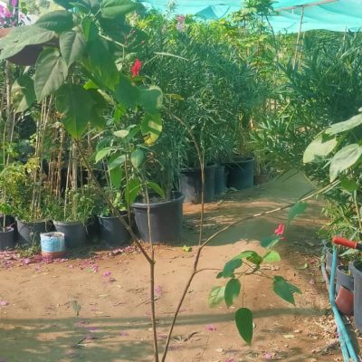 نخيل-وورد-طبيعي-5