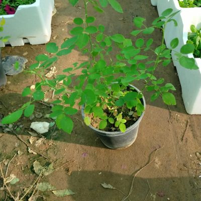 نخيل-وورد-طبيعي-59